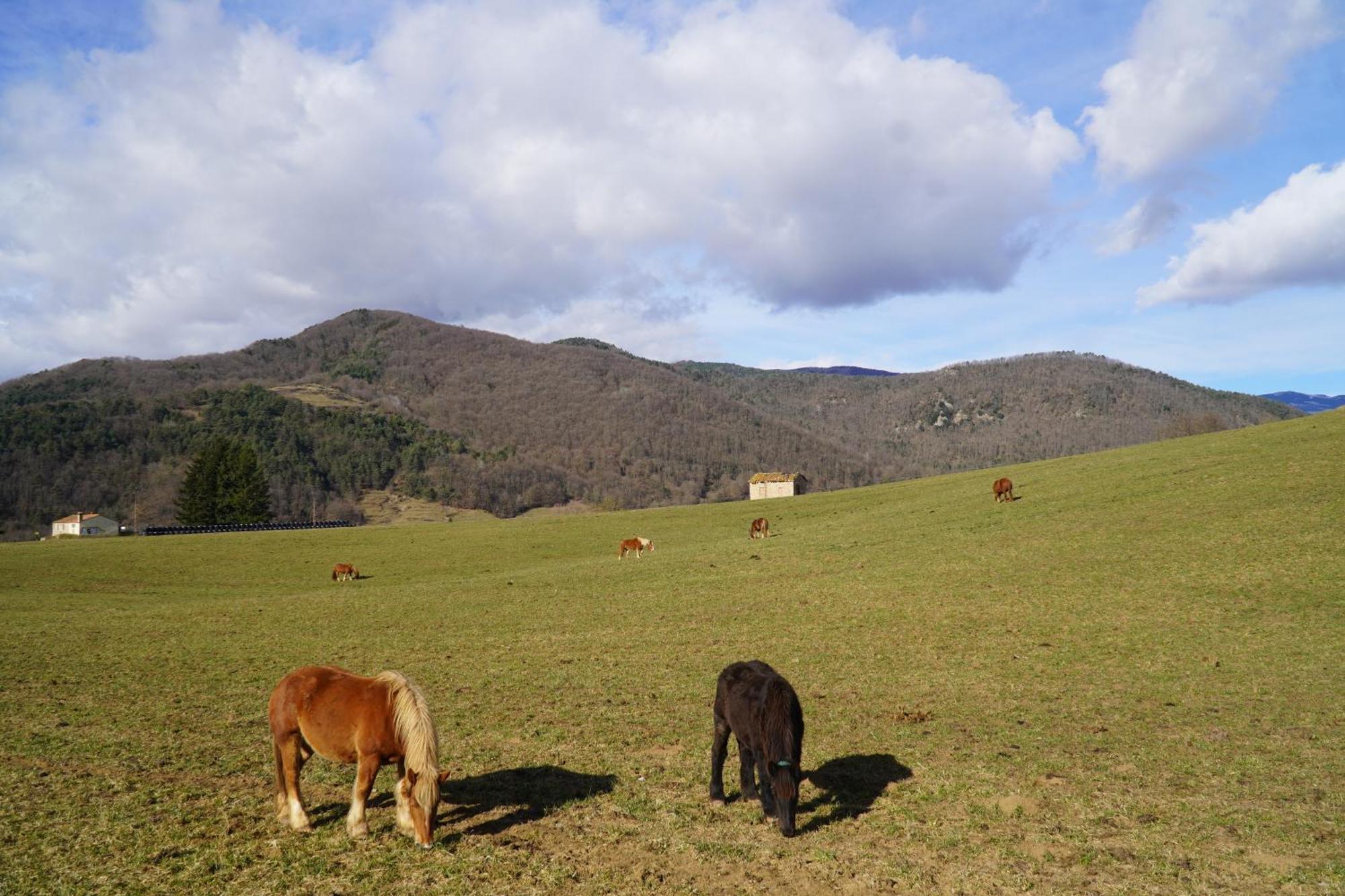 Cal Harrys - La Mejor Casa De Vacaciones En Pyrenees Con Vistas A La Montana 圣保德塞古里斯 外观 照片